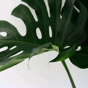 Meet your Posher, My